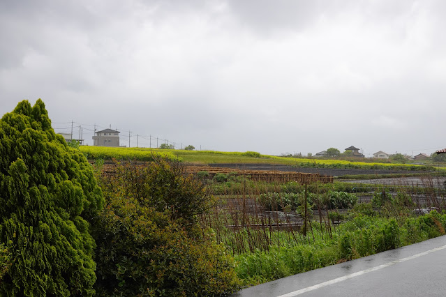 島根県松江市八束町亀尻 大根島線