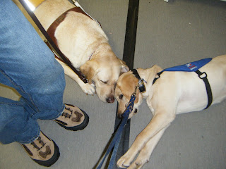 A picture of Bob and Egypt laying down next to Darrell's leg, they are both working. Their heads are touching and their bodies opposite of each other.