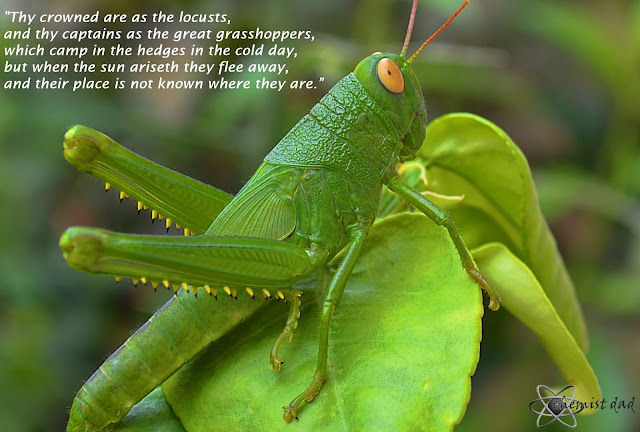 captured moments, grasshopper, life quotes, Nahum 3:17, quotes about life, quotes on grasshopper, 