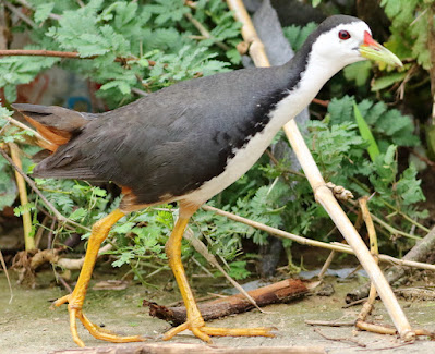 "White-breasted Waterhen - Amaurornis phoenicurus , resident common snapped on road."