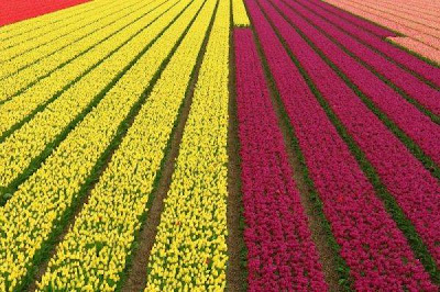 Tulip fields Netherlands