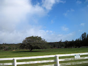 Like the tree where Kate had buried the tin box with the airplane inside. (lost hawaii)