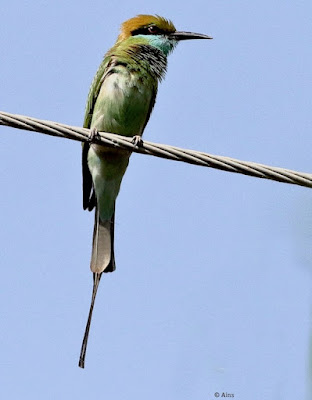 Green Bee-eater