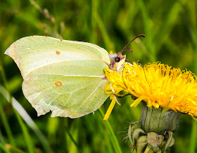 Brimstone, Gonepteryx rhamni, male, on a dandelion.  Monad 4061, 19 May 2014.