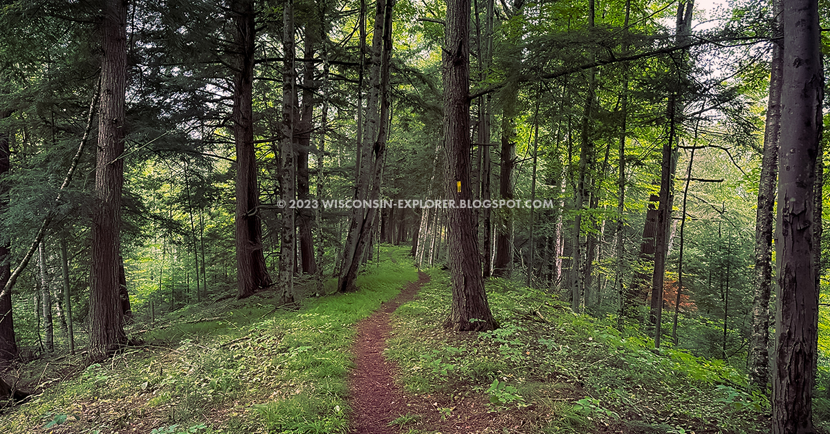 A footpath on an esker beneath tall pine trees