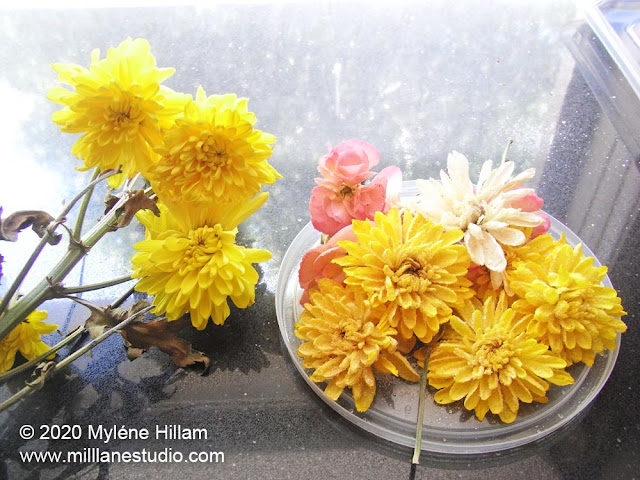 Stem of yellow chrysanthemums lying on a bench alongside a plastic lid of dried yellow chrysanthemums.