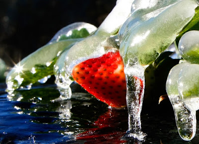 frozen strawberry in Lakeland, Florida