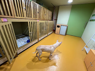 宜蘭礁溪溫泉泡湯住宿推薦：宜蘭礁溪老爺酒店，溫泉水質優，還提供免費寵物寄宿，不但是親子飯店也是寵物友善飯店喔。適合一家老少一同出遊，一到整個日式休閒風，心情跟著放鬆。推薦老爺雲天自助餐廳，住房可選擇一泊二食。老爺現在還推出露營車住宿專案，露營泡湯一起玩。得天公園高爾夫球場就在旁邊，有親子高爾夫球活動