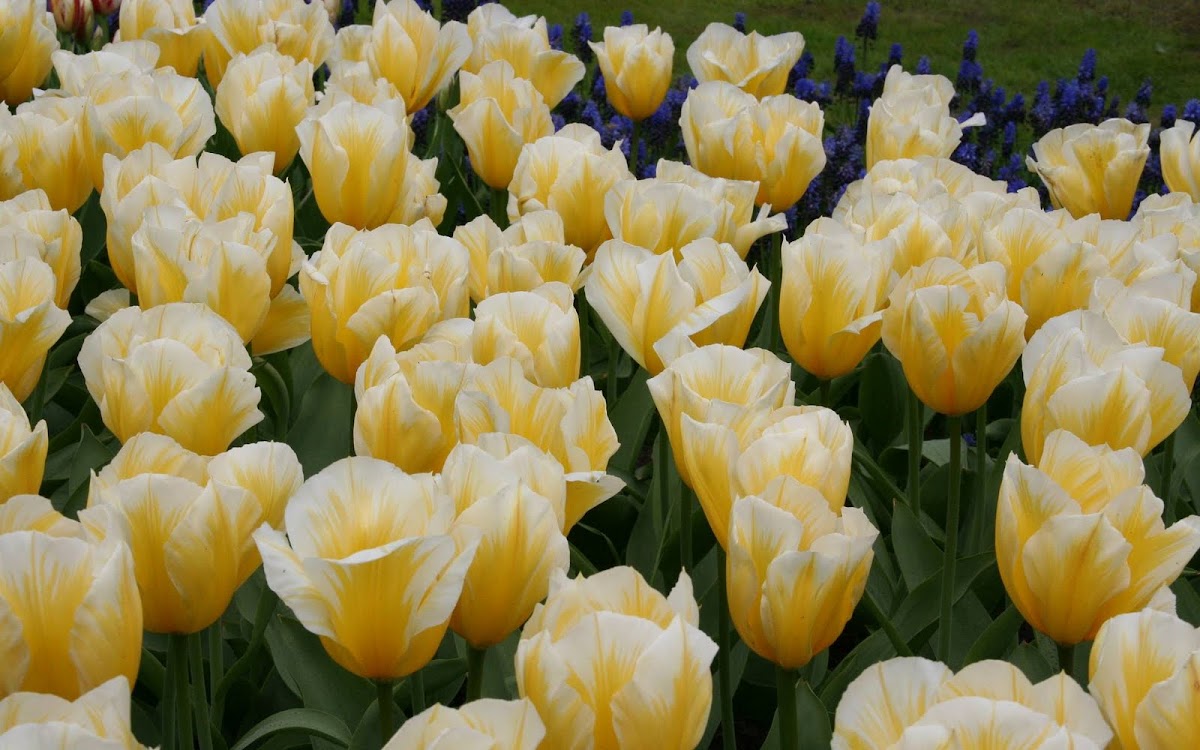 Beautiful Tulip Widescreen HD Wallpaper 7