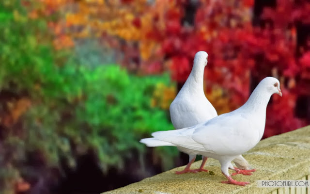 Sweet & Beautiful Love Pigeons HD Wallpaper Free