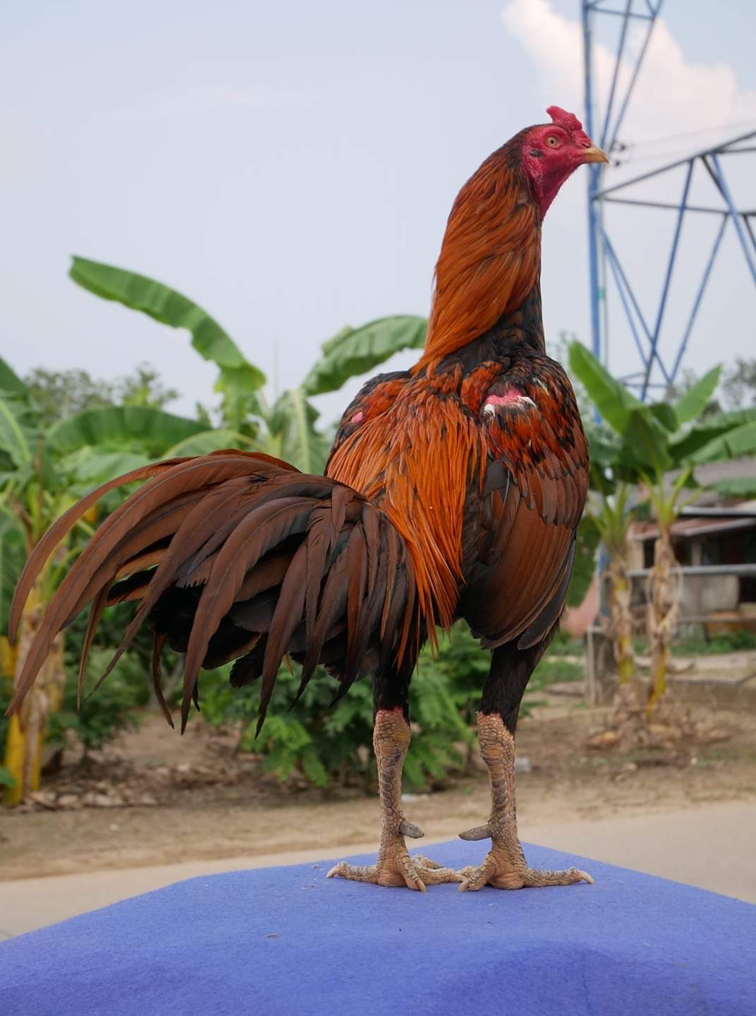 Nama Ayam Bangkok Berdasarkan Warna Bulu Blog Spots
