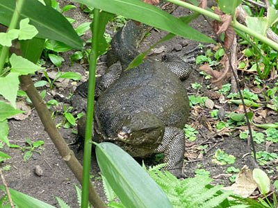 Malayan water monitor lizard (Varanus salvator)