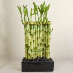 serpentine wall lucky bamboo 