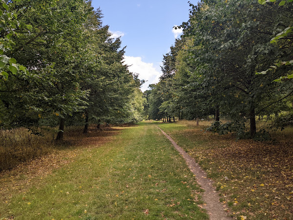 Avenue of trees leading to Markshall Estate