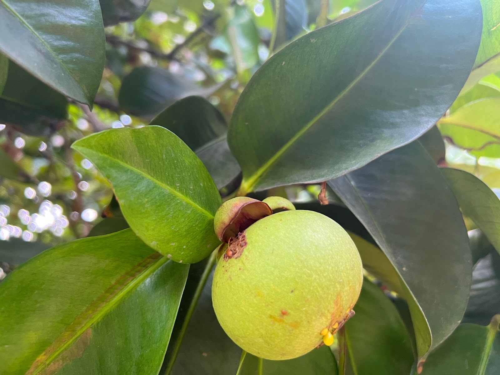 Vì sao nhiều <a href=