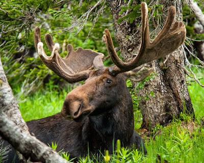 Bull Moose, Brainard Lake
