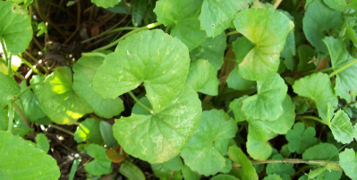 Manfaat Tanaman Pegagan Obat Radang Usus