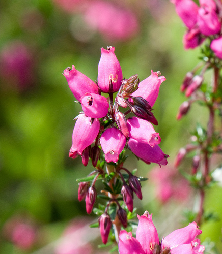 heather ling heather is an evergreen branching shrub heather flowers ...