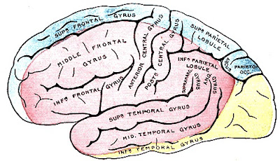 Yellow region posterior cerebral artery area of my brain