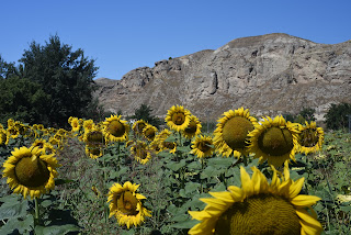 Campo de Girasoles