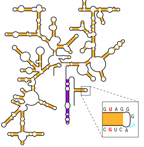 Estructura bidimensional de un ARN ribosómico bacteriano. Muestra el emparejamiento de bases extensivo entre las diferentes regiones de la cadena simple. La sección expandida muestra la secuencia de bases de un tallo y un bucle, que incluye un par de bases no estándar (G-U) y un nucleótido modificado, metiladenosina. Una de las hélices está sombreada de forma diferente porque juega un papel importante en la función de los ribosomas.