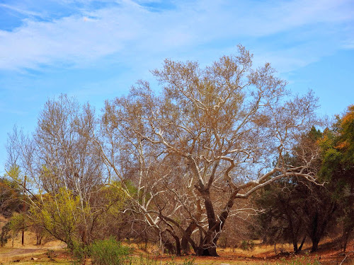  Old Sycamore tree in Harshaw