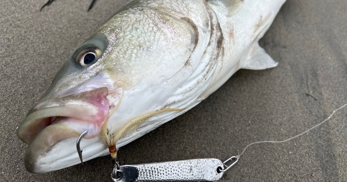 Rhode Island Striped Bass: Surprises of 2023= New Ideas for 2024!