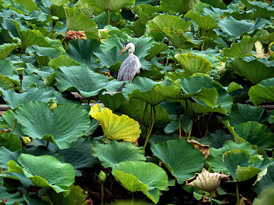 Blue heron: Tsurugaoka-hachimangu