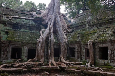 strange and funny trees 15 Pohon Aneh Yang Tumbuh Di Tempat Aneh