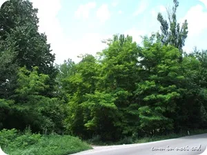 Fruska Gora 07