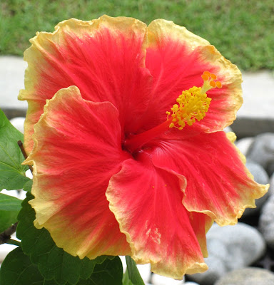 A Fabulous Hibiscus Flower a fabulous Hibiscus flower