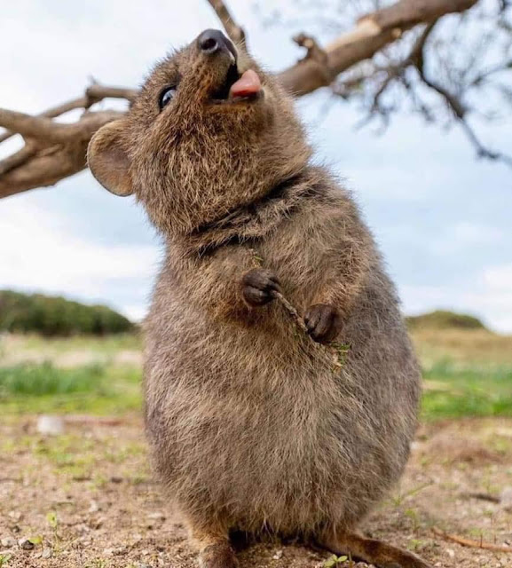 Quokka