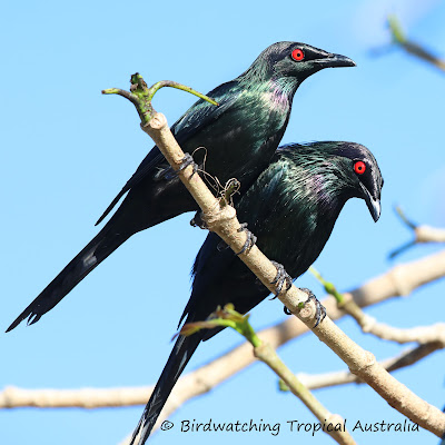 Cape York Birding Tours