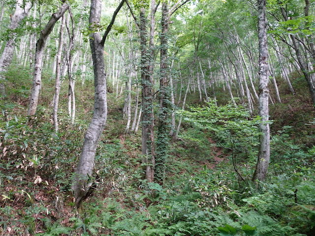 烏ヶ山登山道