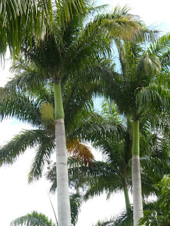 Roystonea regia - Palmier royal de Cuba