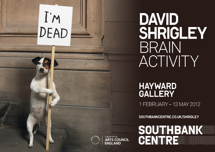 DAVID SHRIGLEY: BRAIN ACTIVITY