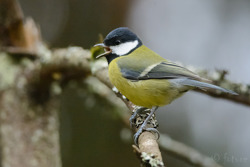 Rasvatihane, Parus major, Great tit, tihane