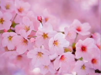 blossom pink 