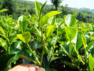 kebun teh