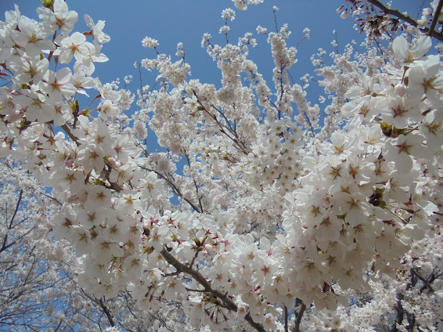 青い空に初々しい満開の桜が神々しい