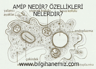 AMİP NEDİR? ÖZELLİKLERİ NELERDİR?