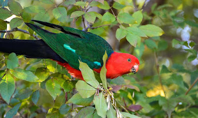 PARROT HD WALLPAPER FREE DOWNLOAD 65