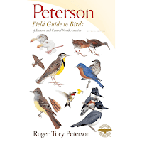 Bird Care | Essential Tips for Beginners to Know Before Buying Birds