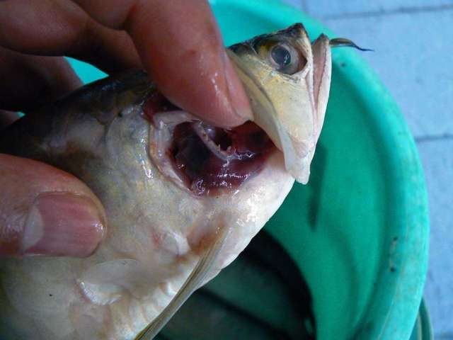 Penyakit Pada Ikan  Arwana dan Cara Penanggulangannya 