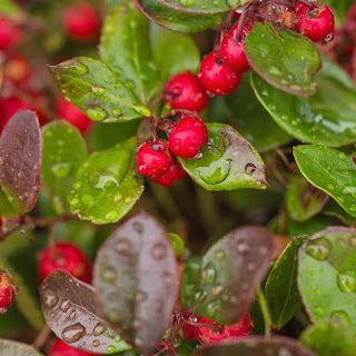 Bergthee, Gaultheria procumbens, wintergroen, wintergreen