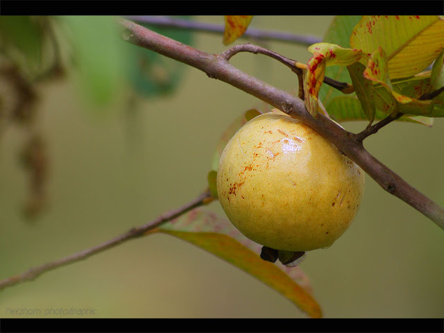 Fruits close up gallery