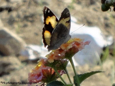 Yellow Pansy Butterfly