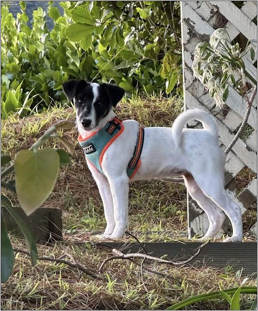 fox terrier