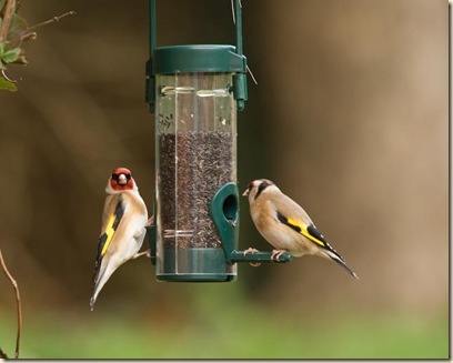 birds and feeders