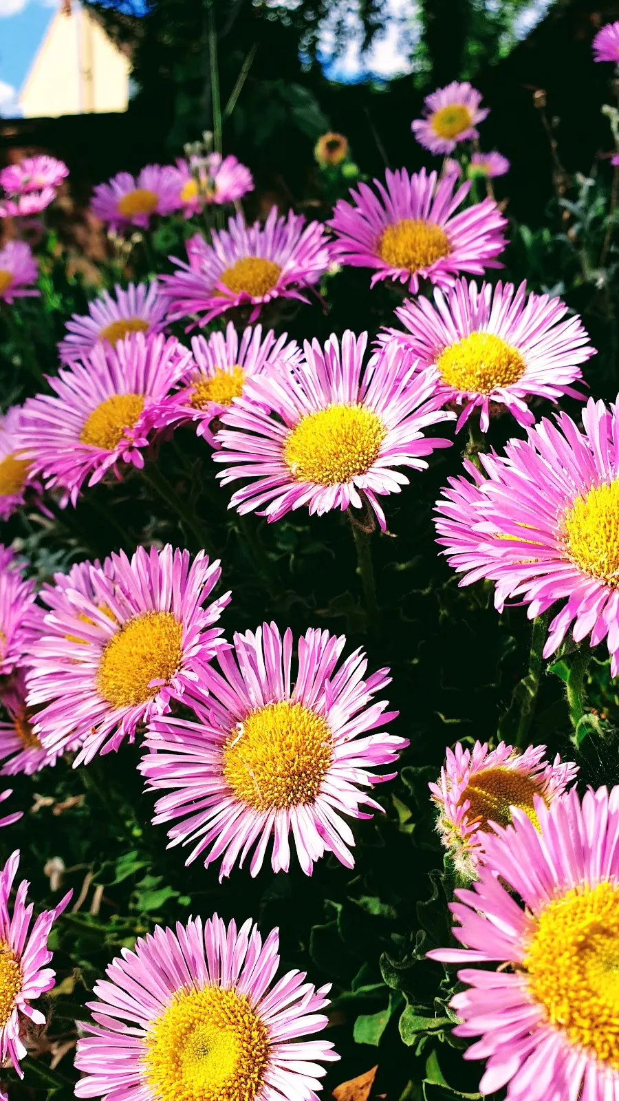 Pretty pink flowers in the summer sun